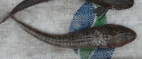 Blacklip whiptail catfish (Loricariichthys melanocheilus) — Loricariidae