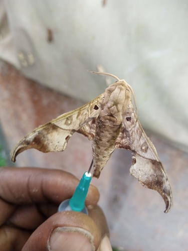 Bedstraw Hawk-moth (Pennsylvania Moths) · iNaturalist