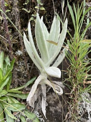 Senecio niveoaureus