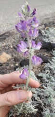 Lupinus grayi