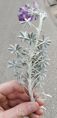 Lupinus grayi