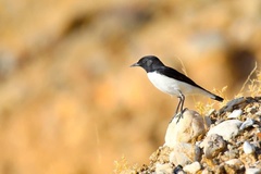 Oenanthe albonigra