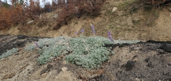 Lupinus grayi