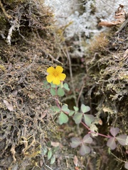 Oxalis spiralis