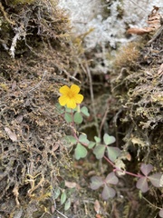 Oxalis spiralis