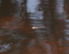 Austrocordulia refracta