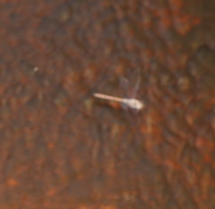 Austrocordulia refracta