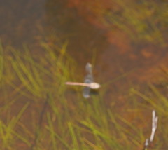 Austrocordulia refracta