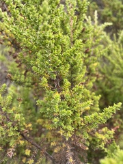 Hypericum laricifolium