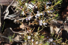 Cyanothamnus ramosus anethifolia