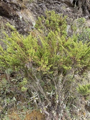 Hypericum laricifolium