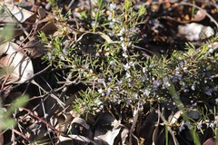 Cyanothamnus ramosus anethifolia
