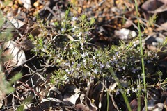 Cyanothamnus ramosus anethifolia