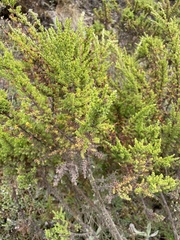 Hypericum laricifolium
