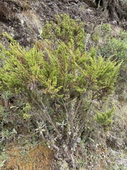 Hypericum laricifolium