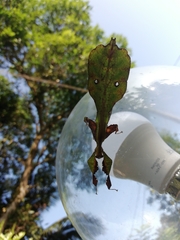 Pulchriphyllium agathyrsus