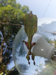 Pulchriphyllium agathyrsus