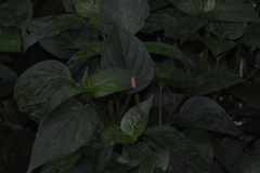 Bothrogonia addita