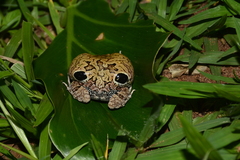 Physalaemus nattereri