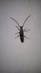 Scolecobrotus variegatus