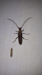 Scolecobrotus variegatus