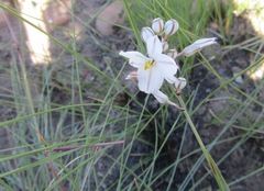Chlorophytum saundersiae