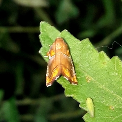 Hypocosmia pyrochroma