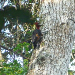 Campephilus rubricollis