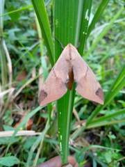 Pseudopolyptychus foliaceus
