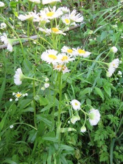 Erigeron annuus