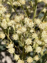 Baccharis genistifolia