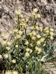 Baccharis genistifolia