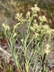 Baccharis genistifolia