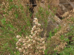 Baccharis paniculata