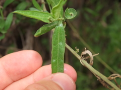 Baccharis paniculata