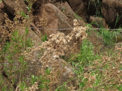 Baccharis paniculata