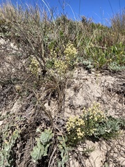 Baccharis genistifolia