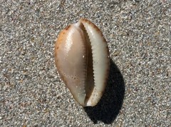 Notocypraea angustata
