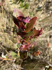 Vaccinium floribundum