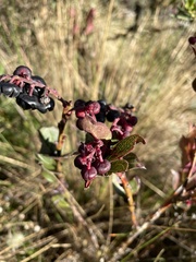 Vaccinium floribundum