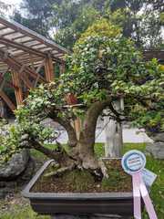 Citharexylum ilicifolium