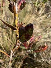Vaccinium floribundum