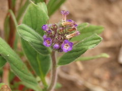 Phacelia brachyantha