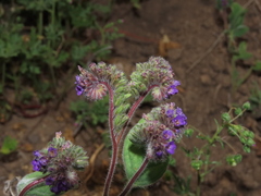 Phacelia brachyantha