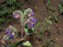Phacelia brachyantha