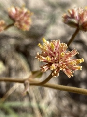 Gomphrena perennis