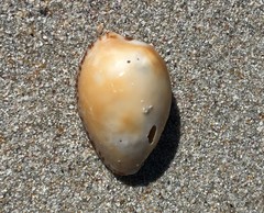 Notocypraea angustata