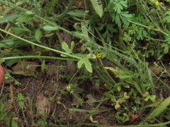 Bowlesia uncinata