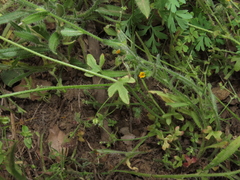 Bowlesia uncinata
