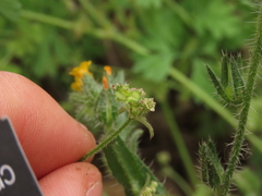 Bowlesia uncinata